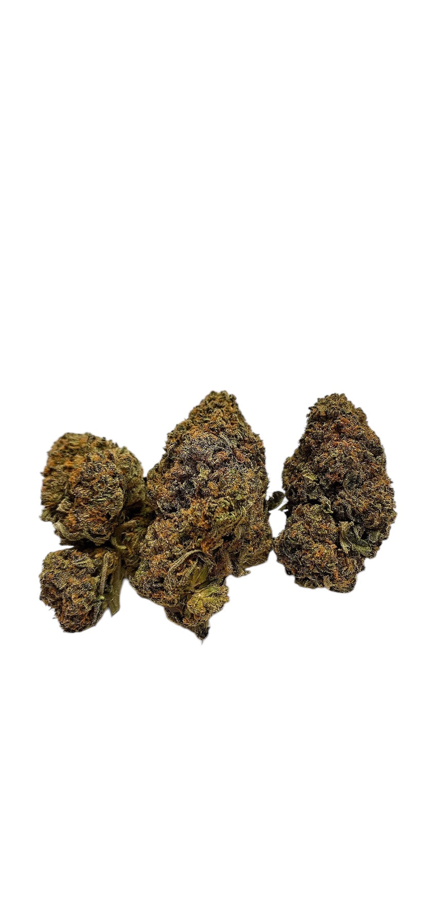 Larry bird (Hybrid)
